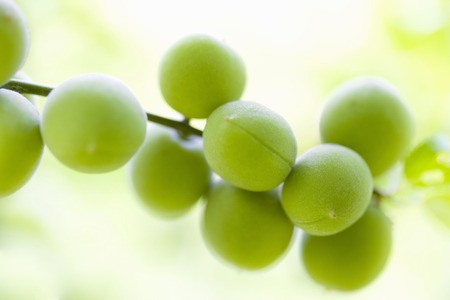 Green plumの写真素材