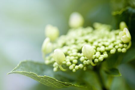 Hydrangeaの写真素材