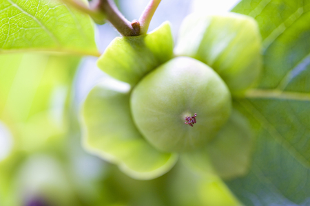 Persimmonの写真素材