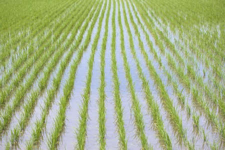 Riceの写真素材