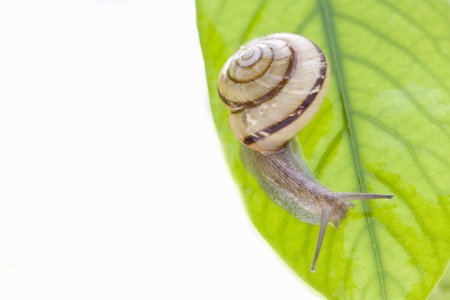 Snailの写真素材