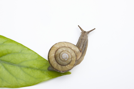 Snailの写真素材