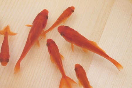 Goldfishの写真素材