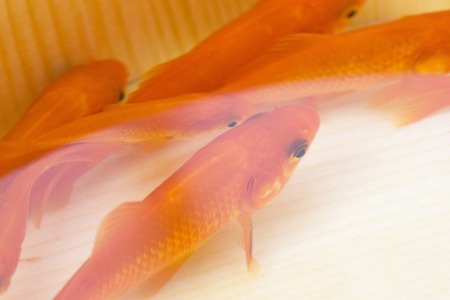 Goldfishの写真素材