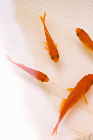 Goldfishの写真素材