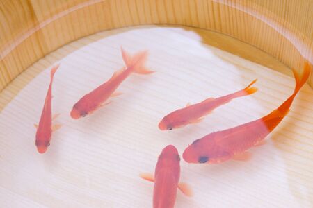 Goldfish