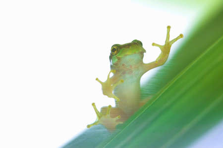 Frog
