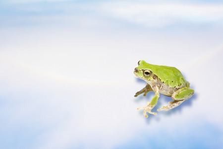 Frogの写真素材