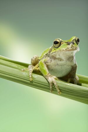 Frogの写真素材