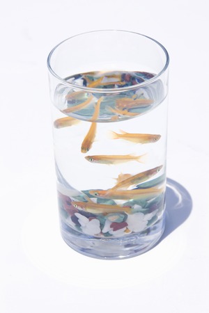 Medaka, oryzias latipesの写真素材