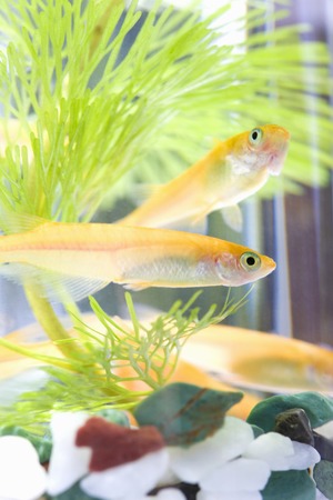 Medaka, oryzias latipesの写真素材