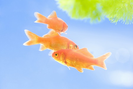 Goldfishの写真素材