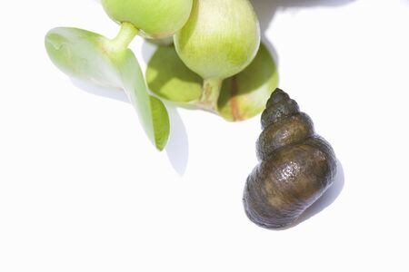 Mud snail