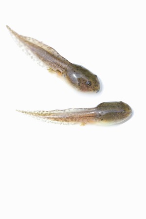 Tadpoleの写真素材