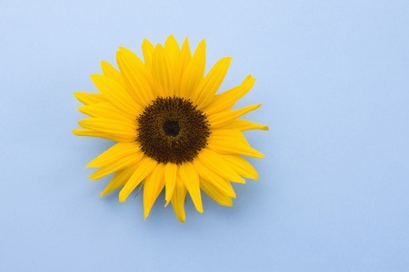Sunflowerの写真素材