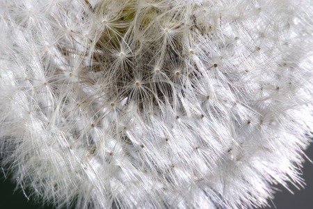 Dandelionの写真素材