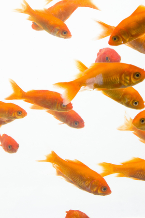 Goldfishの写真素材