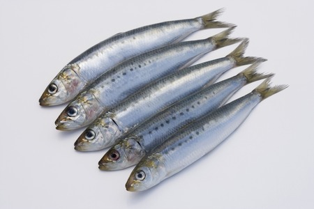 Sardinesの写真素材