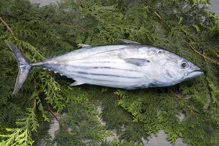 Skipjack tuna