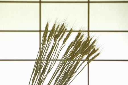 Wheatの写真素材