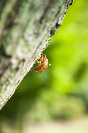 Husk of cicada