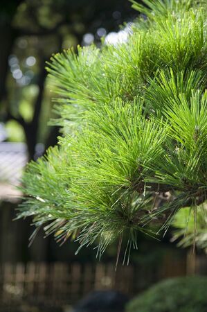 Pine treesの写真素材