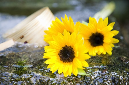 Sunflowerの写真素材