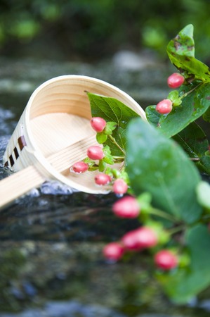 Hypericum realの写真素材