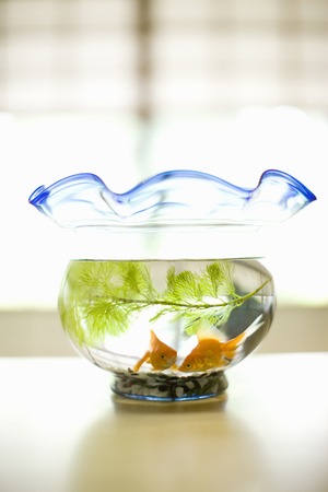 Goldfishの写真素材