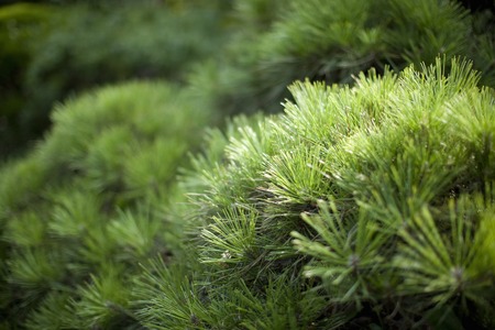 Pine trees