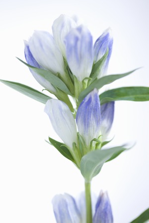 Gentian