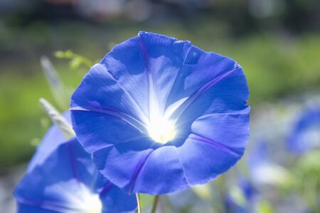 Morning gloryの写真素材