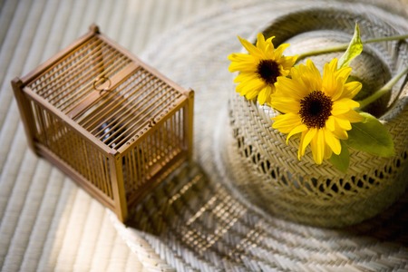 Summer imagesの写真素材