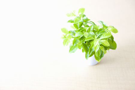 Greenの写真素材