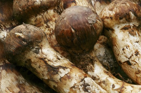 Matsutake mushroomの写真素材