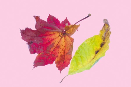 Autumn leavesの写真素材