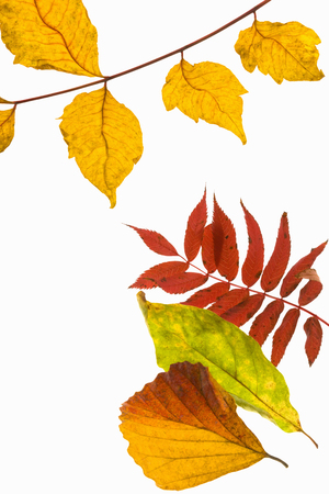 Autumn leavesの写真素材