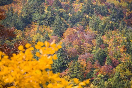 Autumn leavesの写真素材