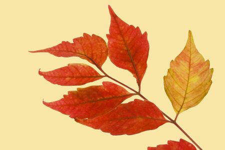 Rhus chinensisの写真素材