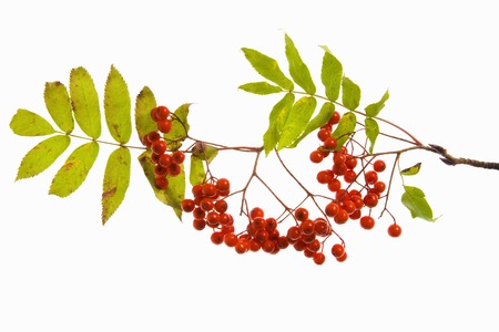 Rowanの写真素材