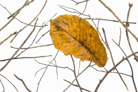 Image of autumnの写真素材