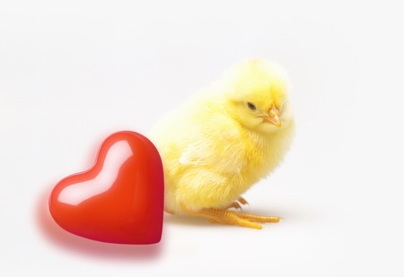 Heartの写真素材