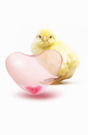 Heartの写真素材