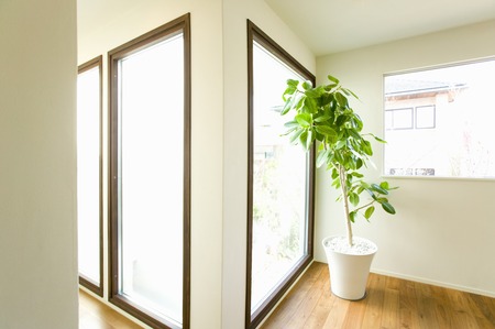 Foliage plantsの写真素材