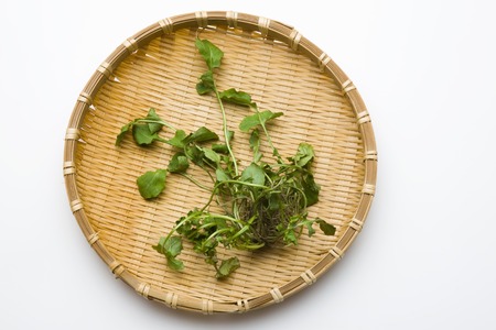 Shepherd's purseの写真素材