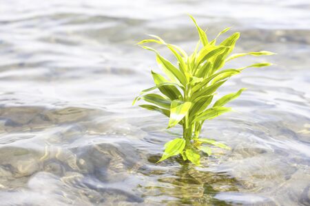 Sanderianaの写真素材