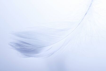 Featherの写真素材