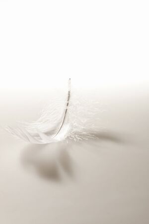 Featherの写真素材