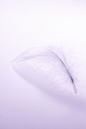 Featherの写真素材