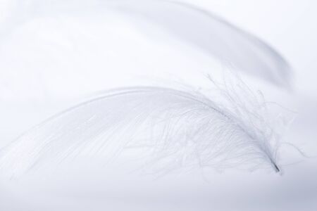 Featherの写真素材